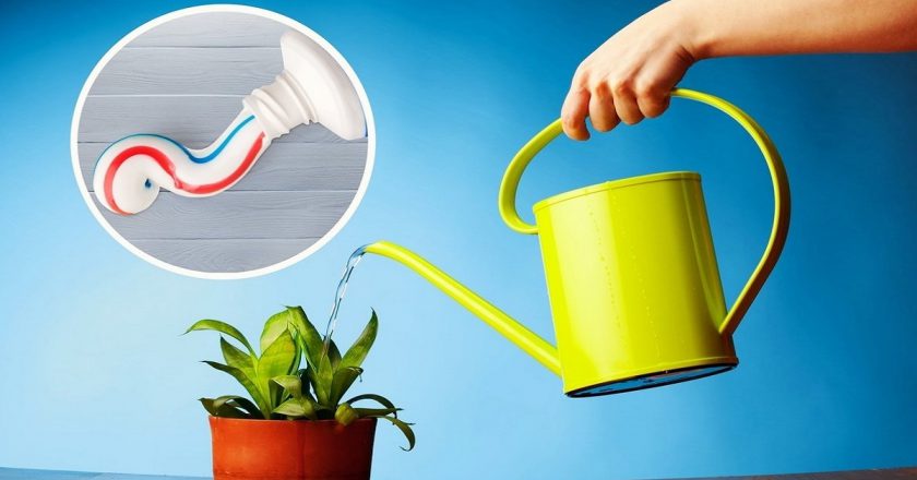 как подкормить растения