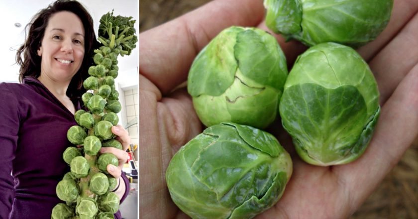 блюда с брюссельской капустой