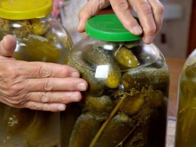 «Бродячие» огурцы