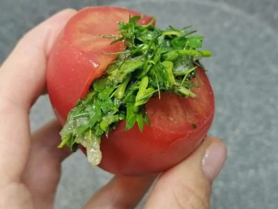 Быстрые квашеные помидоры