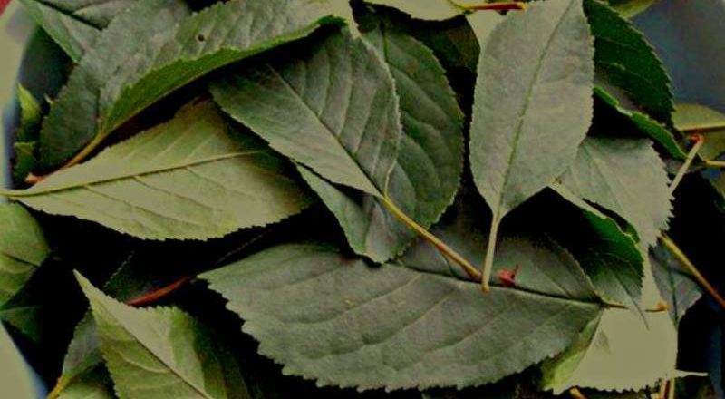 Чай из листьев вишни - Со Вкусом