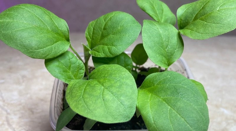 рассада баклажанов