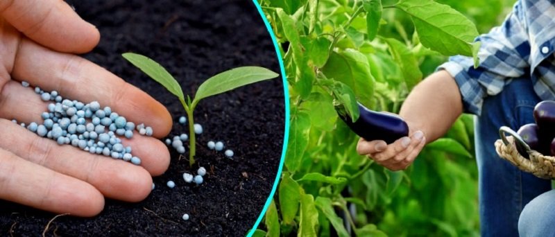 удобрение баклажанов