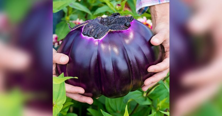 выращивание баклажанов