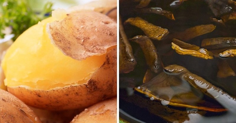 тушение грибов