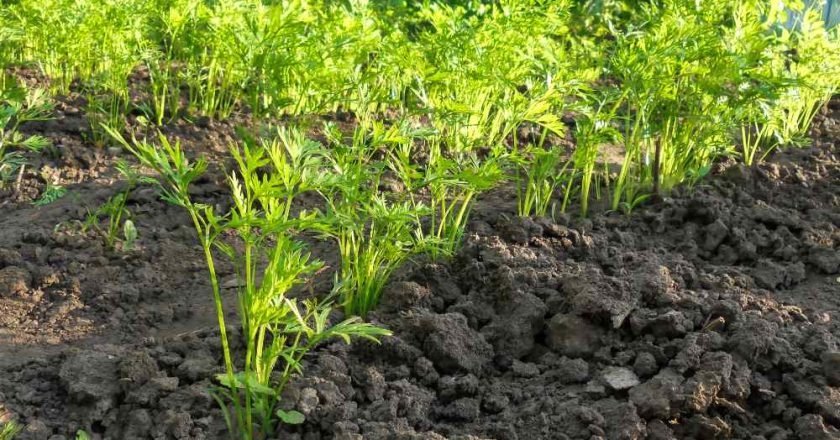 как использовать морковную ботву