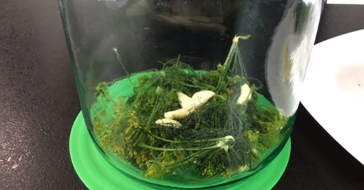 чеснок и укроп в банке