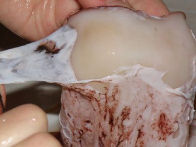 Кальмары в сметанном соусе