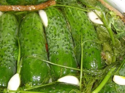 Малосольные огурцы с горчицей