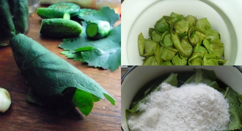 малосольные огурцы в виноградных листьях