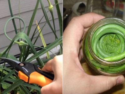 Маринованные чесночные стрелки