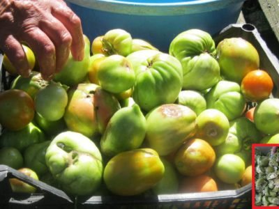 Маринованные зеленые помидоры