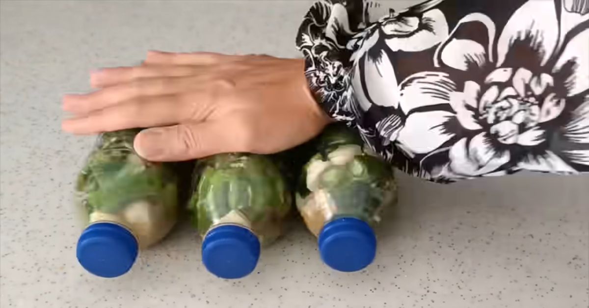 острый перец на зиму