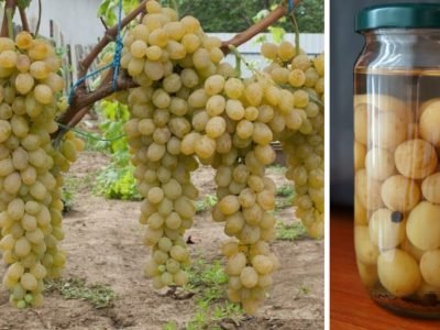 Маринованный виноград