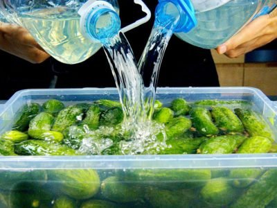 Огурцы в контейнере