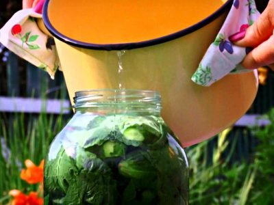 Огурцы в листьях хрена