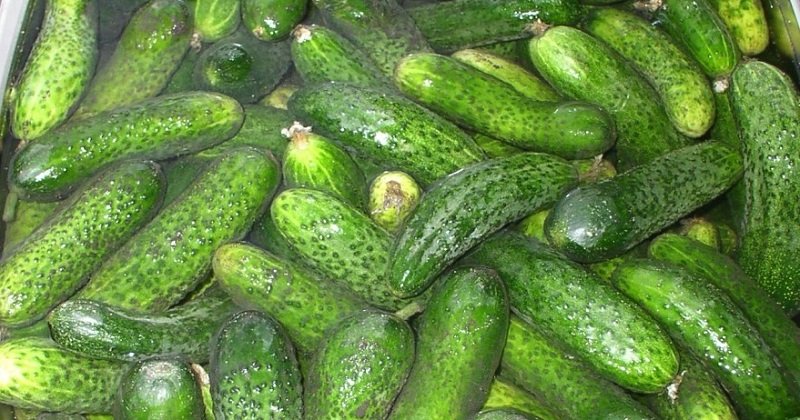 как заготовить огурцы