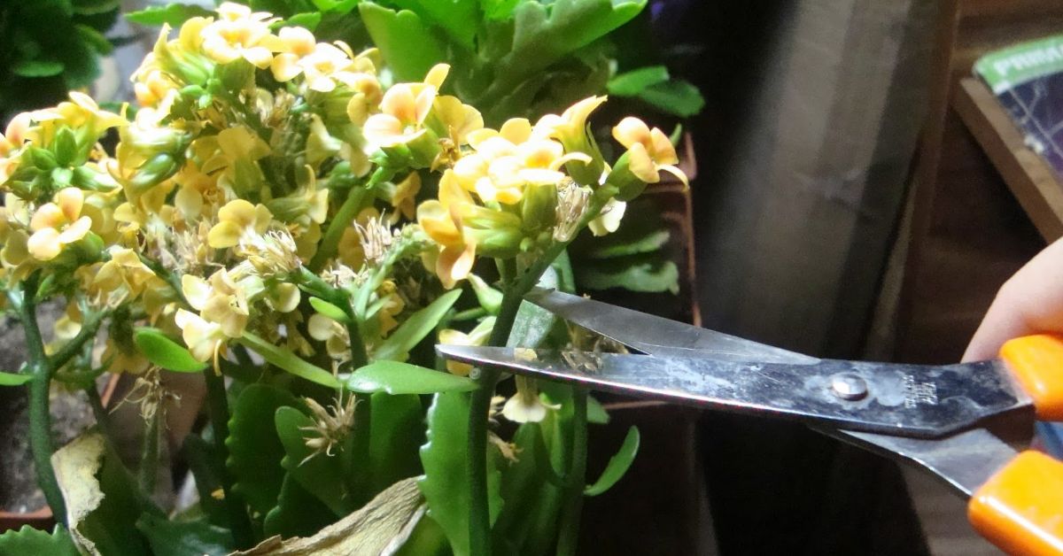 каланхоэ в домашних условиях