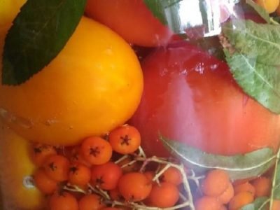 Помидоры с рябиной