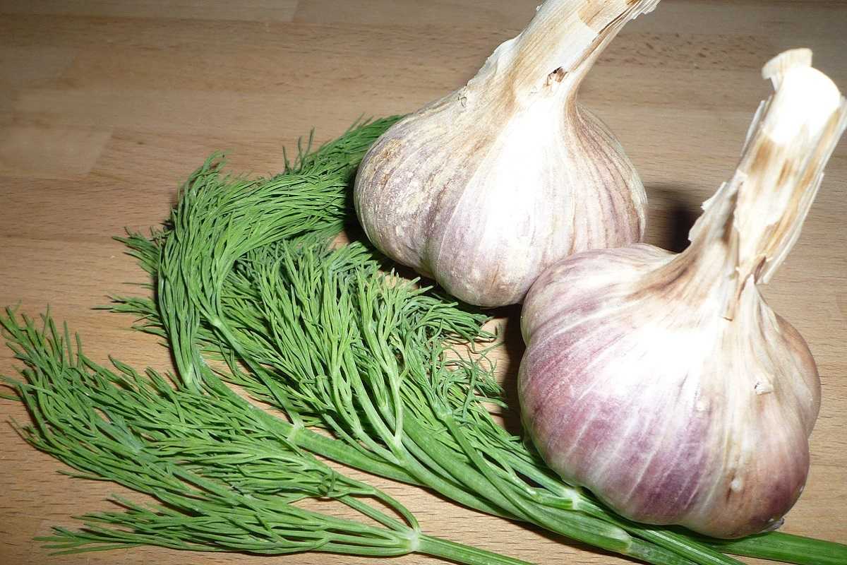 укроп и чеснок