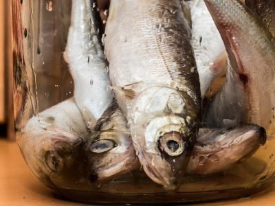 Соленый омуль