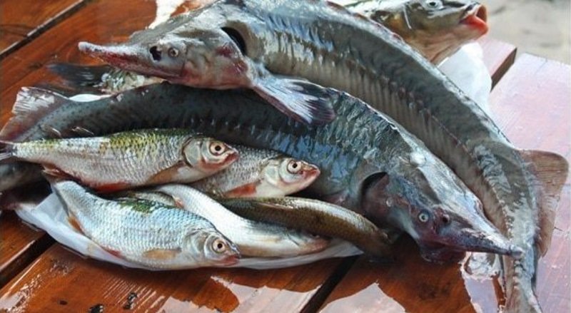 судак и мойва