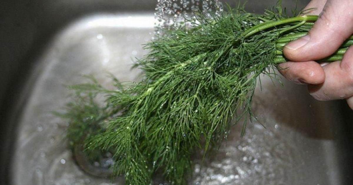 свежая зелень