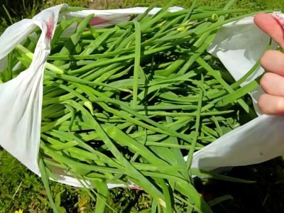 Универсальная приправа из зеленого лука: для супов, мяса и рагу