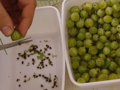 Варенье из крыжовника без варки