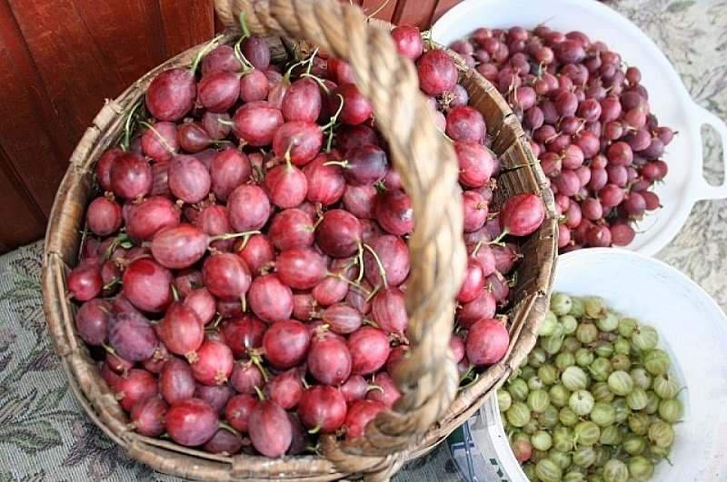 свежий крыжовник