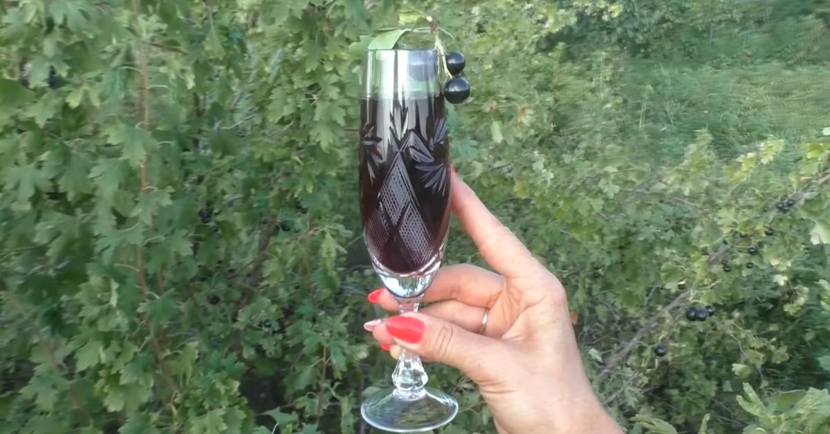 вино из черной смородины