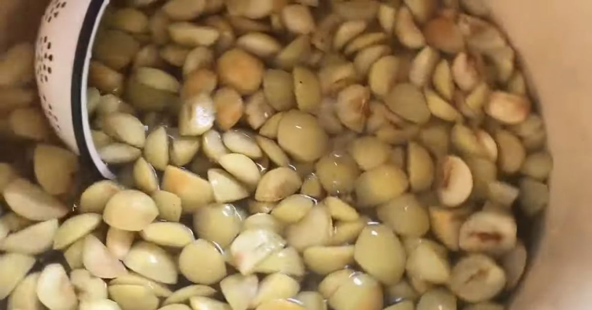 живчик домашний