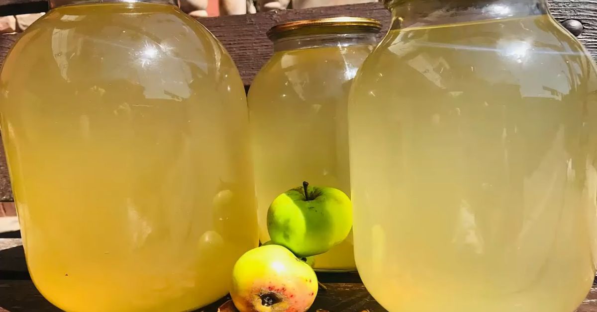 живчик домашний